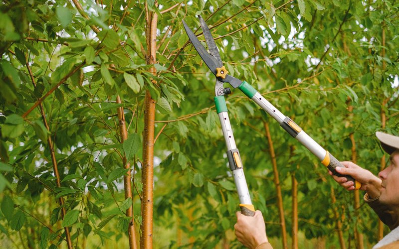 Tree trimming in Worthington, WV