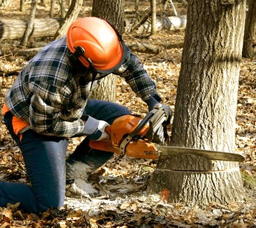 Tree Removal in Worthington, WV